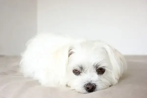 乾燥機に飼い犬を入れて回し虐待した動画配信者の少女が大炎上 拡散され警察が動く事態に | リアルライブ イラスト